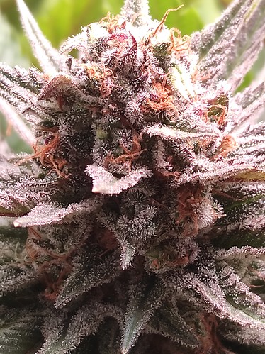 Growreport Bild 4