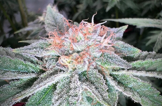 Growreport Bild 14
