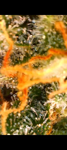 Growreport Bild 19