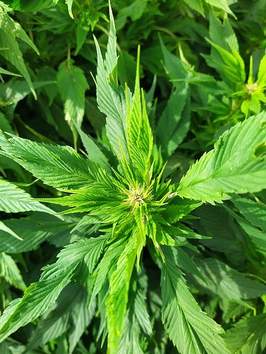 Growreport Bild 2