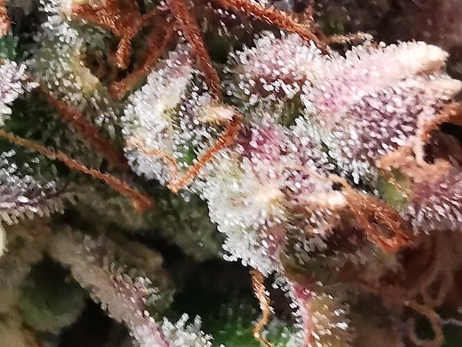 Growreport Bild 5
