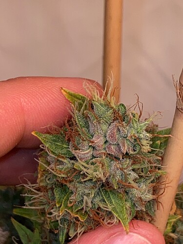 Growreport Bild 6