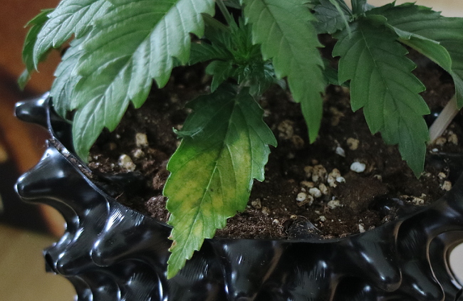 Growreport Bild 4