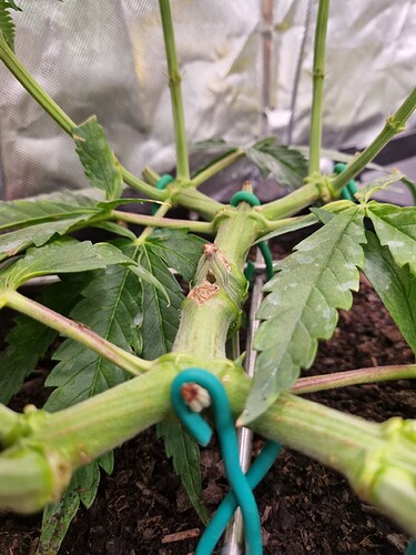 Growreport Bild 23