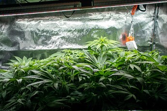 Growreport Bild 5