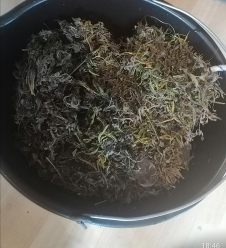Growreport Bild 3
