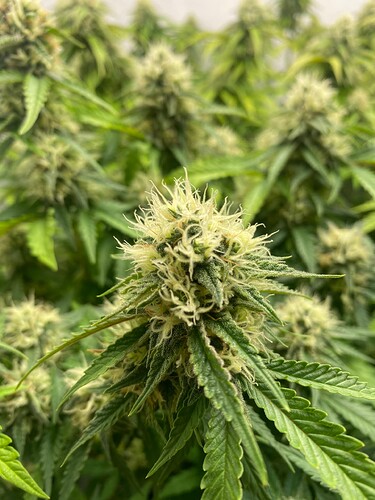 Growreport Bild 8