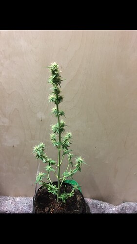 Growreport Bild 6