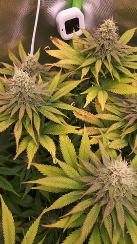 Growreport Bild 6