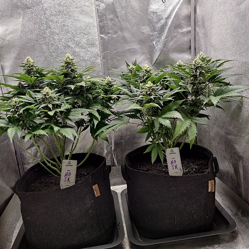 Growreport Bild 16