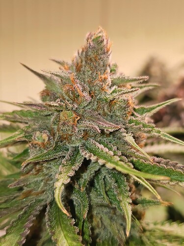 Growreport Bild 2
