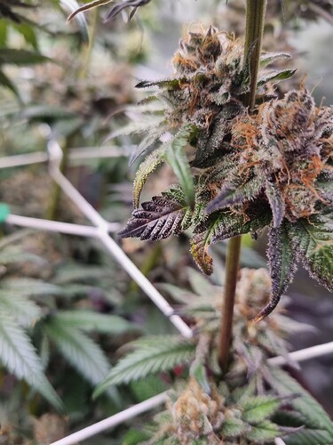 Growreport Bild 14