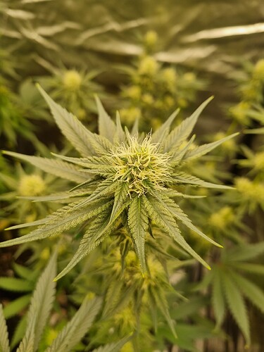 Growreport Bild 24