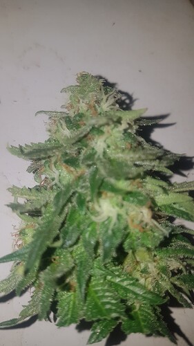 Growreport Bild 3