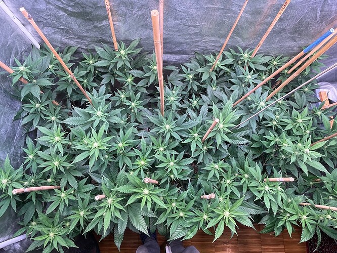 Growreport Bild 4