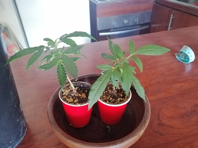 Growreport Bild 5