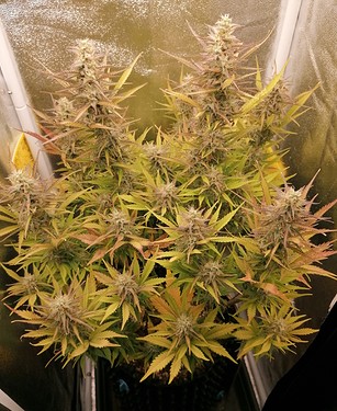 Growreport Bild 1