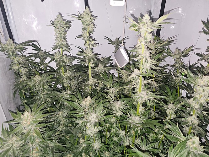 Growreport Bild 5