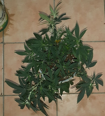 Growreport Bild 16