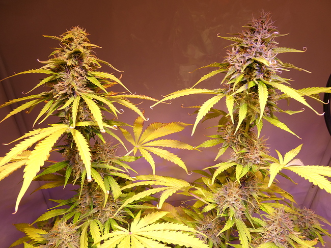 Growreport Bild 10