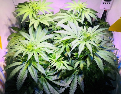 Growreport Bild 2