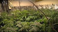 Growreport Bild 4