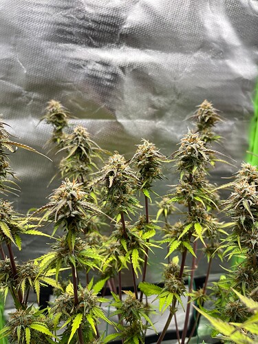 Growreport Bild 16