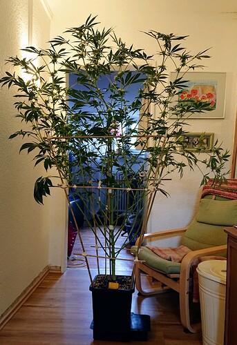 Growreport Bild 3