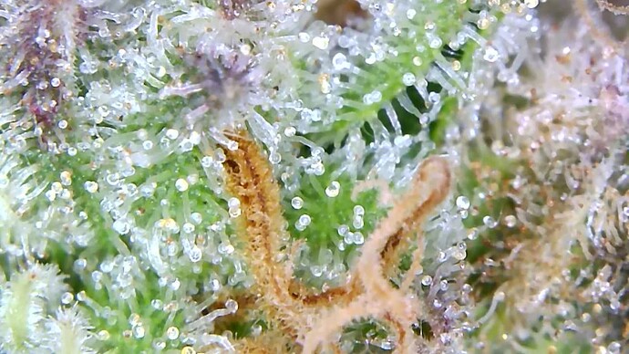 Growreport Bild 7