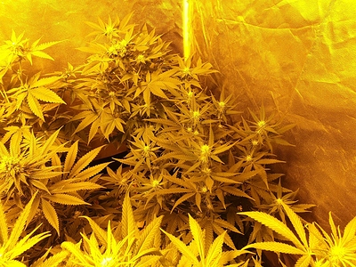 Growreport Bild 23