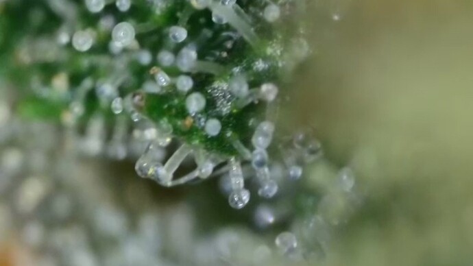 Growreport Bild 44