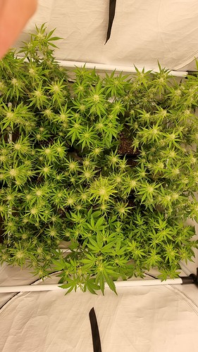 Growreport Bild 2