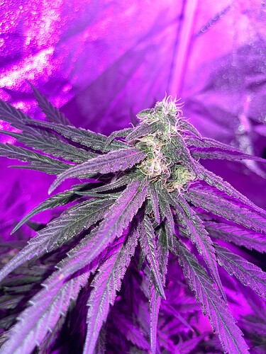 Growreport Bild 6