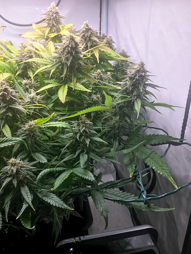 Growreport Bild 5