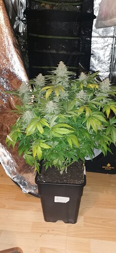 Growreport Bild 16