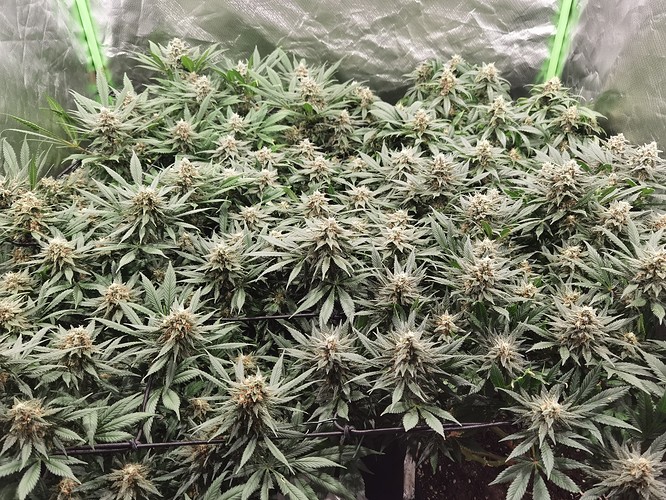 IMG_20210613_210726