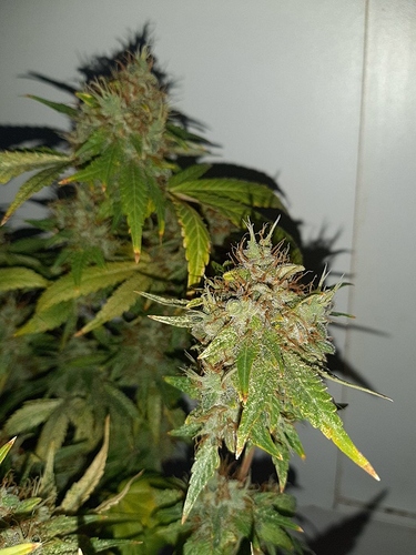 Growreport Bild 15