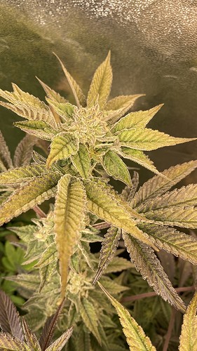Growreport Bild 18