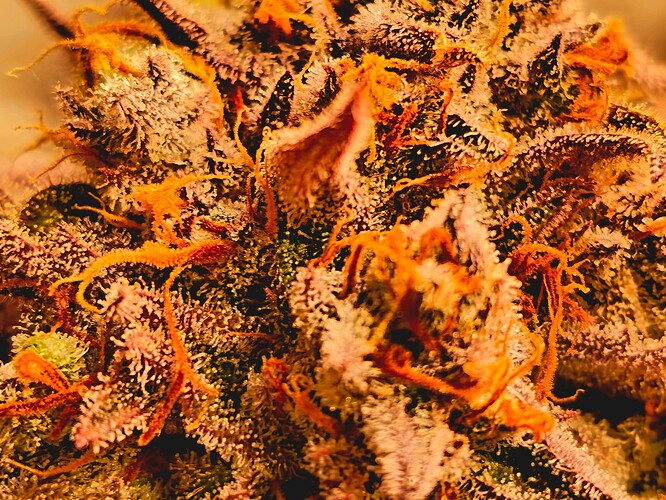 Growreport Bild 20
