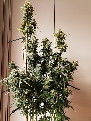 GG#1_240112-3