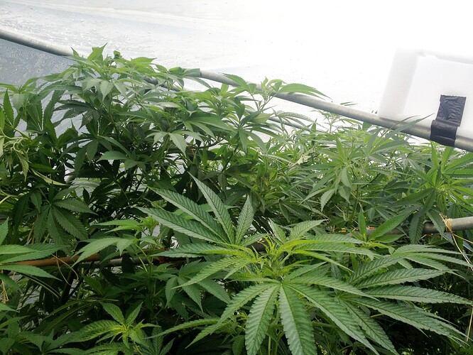 Growreport Bild 8