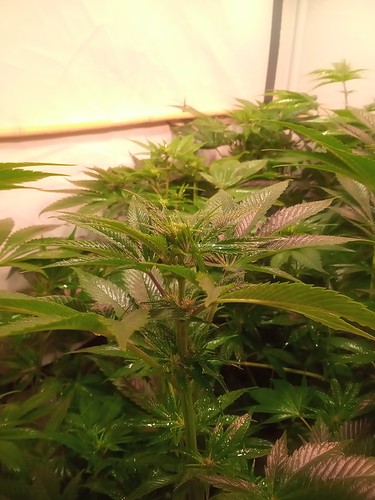 Growreport Bild 41
