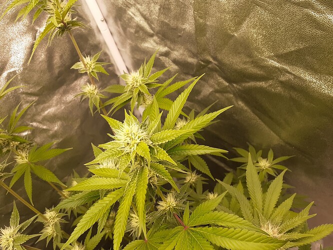 Growreport Bild 4