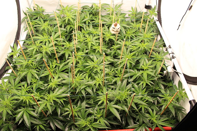 Growreport Bild 2