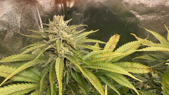 Growreport Bild 1