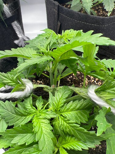 Growreport Bild 21