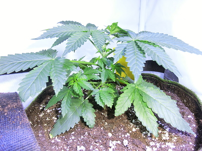 Eine junge Cannabispflanze im Wuchsstadium in einem Stofftopf, mit mehreren Blättern und einem hellen Hintergrund.