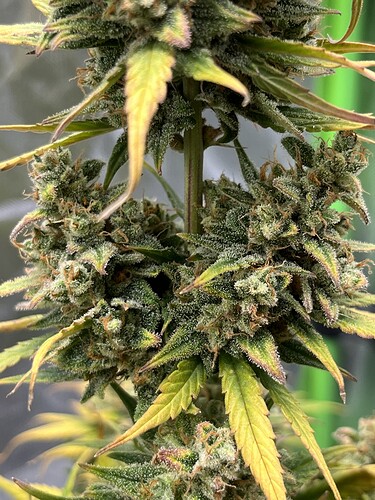 Growreport Bild 30