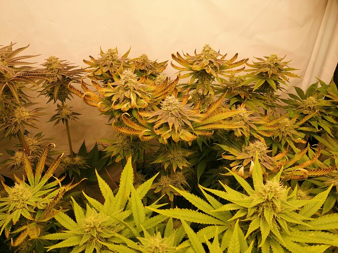 Growreport Bild 6
