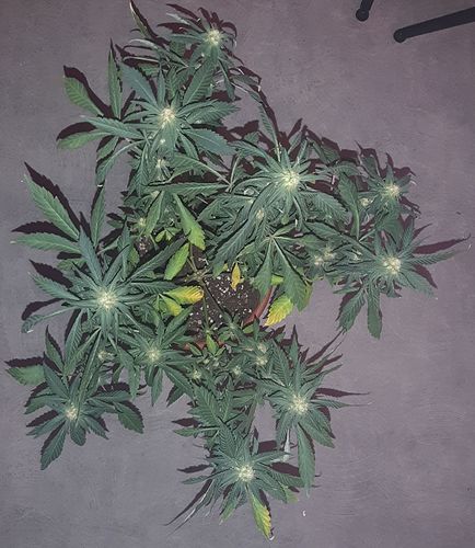 Growreport Bild 2